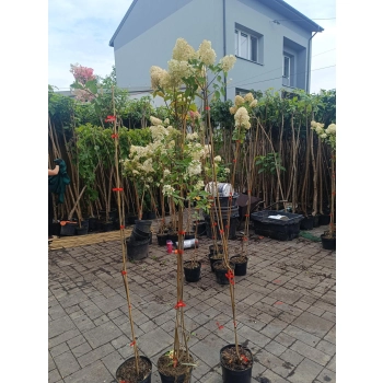 HORTENSJA NA PNIU różowo-kremowa NA WIELOPNIU - sadzonki 130 / 160 cm